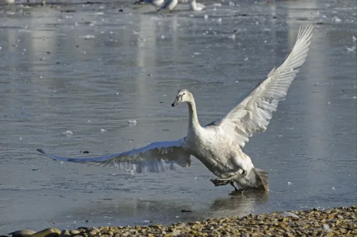 Framed Print : Mute Swan (Cygnus olor) juvenile, with wings spread, slipping on ice, Slimbridge, Gloucestershire, England, december Framed Print : Mute Swan (Cygnus olor) juvenile, with wings spread, slipping on ice, Slimbridge, Gloucestershire, England, december