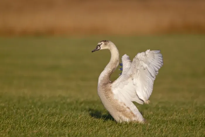 Framed Print : Mute Swan (Cygnus olor) juvenile, flapping wings, standing in grazing marsh, Suffolk, England, january