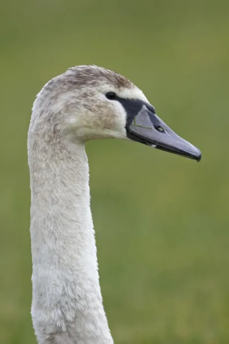 Framed Print : Mute Swan (Cygnus olor) juvenile, close-up of head and neck, Suffolk, England, february Framed Print : Mute Swan (Cygnus olor) juvenile, close-up of head and neck, Suffolk, England, february
