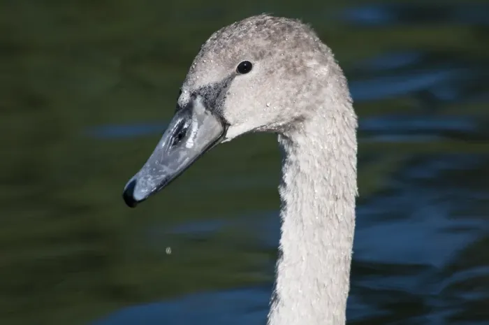 Framed Print : Mute Swan (Cygnus olor) juvenile, close-up of head, River Cray, Footscray Meadows Local Nature Reserve, Bexley, Kent Framed Print : Mute Swan (Cygnus olor) juvenile, close-up of head, River Cray, Footscray Meadows Local Nature Reserve, Bexley, Kent