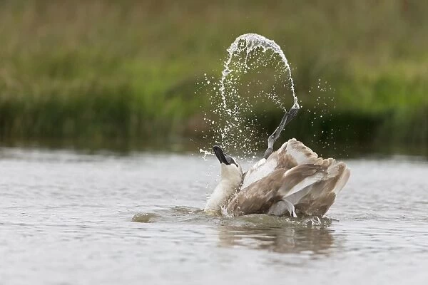 Mute Swan (Cygnus olor) juvenile, bathing, Suffolk, England, October