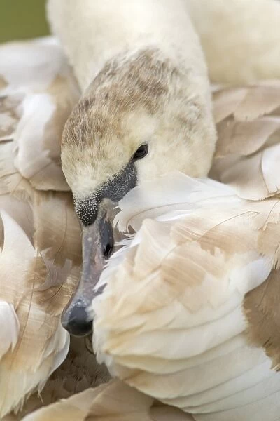 Mute Swan (Cygnus olor) juvenile, close-up of head, preening, Suffolk, England, february