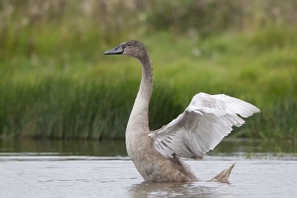 Mute Swan (Cygnus olor) juvenile, flapping wings, standing in shallow pond, Suffolk, England, September