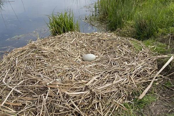 Mute Swan (Cygnus olor) unhatched egg in nest, Suffolk, England, May