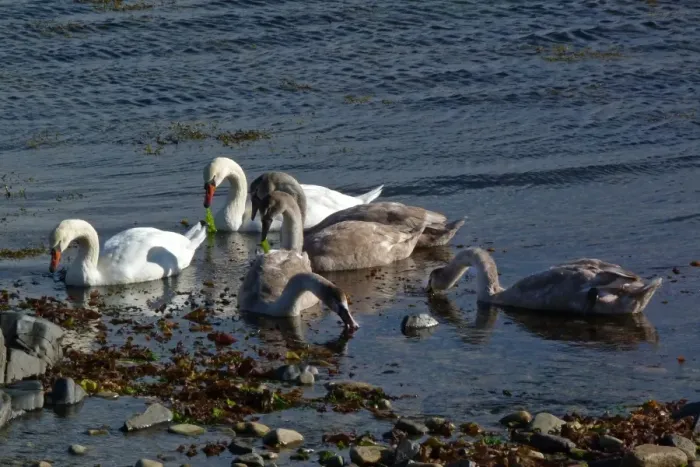 Framed Print : mute swan family group feeding on seaweed - Jura, Scotland Framed Print : mute swan family group feeding on seaweed - Jura, Scotland