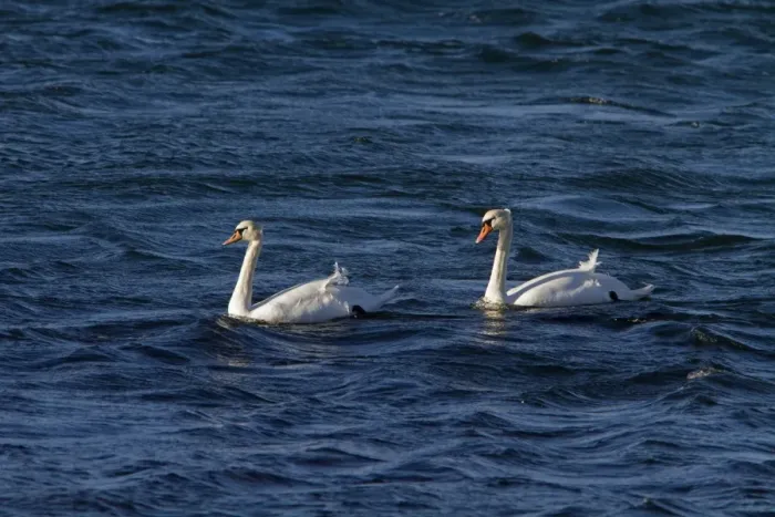 Framed Print : Two Mute Swans swimming on the sea Framed Print : Two Mute Swans swimming on the sea