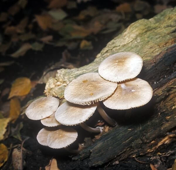 Mycena galericulata is a fungus species known as the Common Bonnet, growing on dead wood from spring to autumn