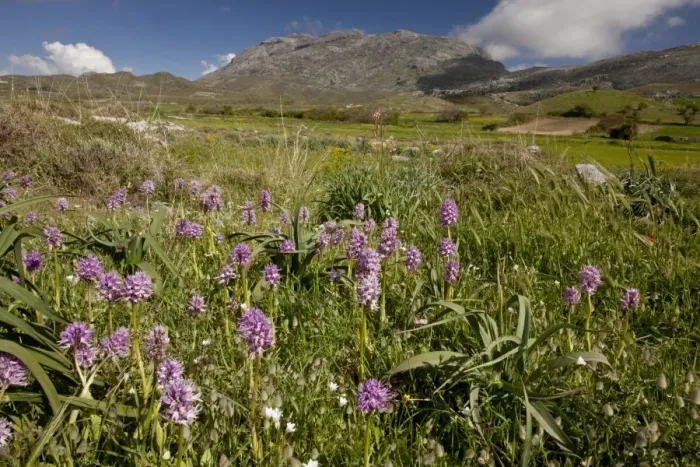 Framed Print : Naked Man Orchid (Orchis italica) flowering, group growing in habitat, Gious Kambos Plateau, Central Crete, Greece Framed Print : Naked Man Orchid (Orchis italica) flowering, group growing in habitat, Gious Kambos Plateau, Central Crete, Greece