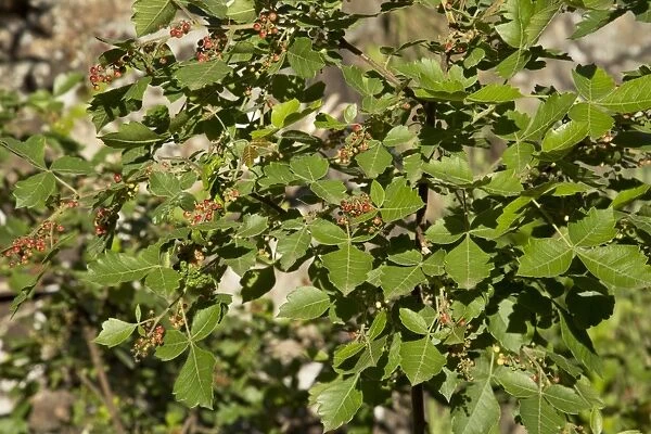Nama-berry (Rhus dentata) close-up of leaves and fruit, Royal Natal N. P. Drakensberg Mountains, KwaZulu-Natal
