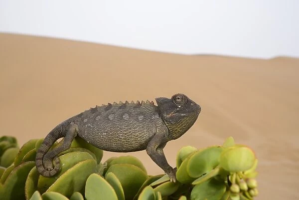 Namaqua Chameleon (Chamaeleo namaquensis) adult, clinging to succulent leaves in desert, Namib Desert, Namibia