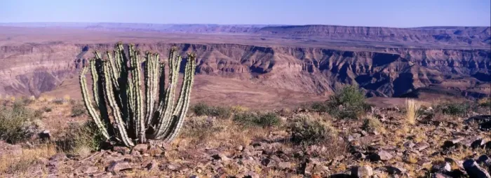 Framed Print : Namibia Euphorbia virosa growing with Fish River canyon behind - Namibia Framed Print : Namibia Euphorbia virosa growing with Fish River canyon behind - Namibia