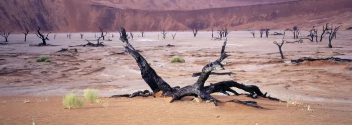 Framed Print : Namibia Skeletons of dead Acacia trees lay in the pan of Dead Vlei, Namibia Framed Print : Namibia Skeletons of dead Acacia trees lay in the pan of Dead Vlei, Namibia