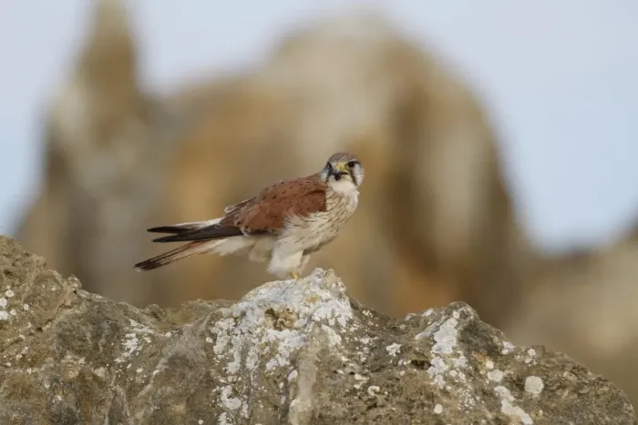 Framed Print : Nankeen Kestrel (Falco cenchroides) adult female, perched on rock, The Pinnacles, Nambung N. P Framed Print : Nankeen Kestrel (Falco cenchroides) adult female, perched on rock, The Pinnacles, Nambung N. P