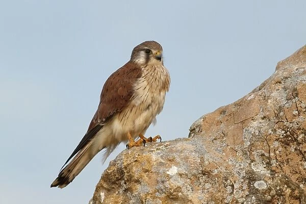 Nankeen Kestrel (Falco cenchroides) adult female, perched on rock, The Pinnacles, Nambung N. P