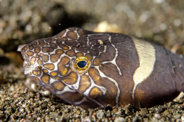 Framed Print : Napoleon Snake-eel (Ophichthus bonaparti) adult, close-up of head, at burrow entrance in sand, Horseshoe Bay