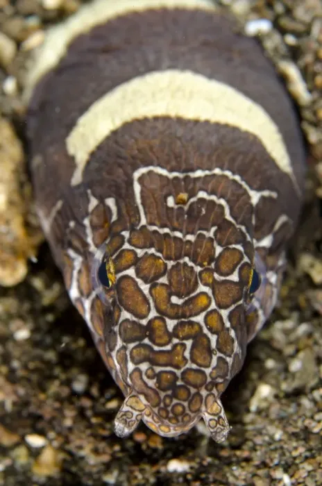 Framed Print : Napoleon Snake-eel (Ophichthus bonaparti) adult, close-up of head, at burrow entrance in sand, Horseshoe Bay Framed Print : Napoleon Snake-eel (Ophichthus bonaparti) adult, close-up of head, at burrow entrance in sand, Horseshoe Bay