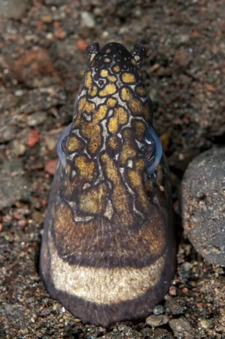 Framed Print : Napoleon Snake-eel (Ophichthus bonaparti) adult, close-up of head, at burrow entrance in sand, Seraya, Bali Framed Print : Napoleon Snake-eel (Ophichthus bonaparti) adult, close-up of head, at burrow entrance in sand, Seraya, Bali