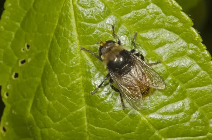 Framed Print : Narcissus Bulb Fly (Merodon equestris) adult, resting on leaf, Norfolk, England, june Framed Print : Narcissus Bulb Fly (Merodon equestris) adult, resting on leaf, Norfolk, England, june