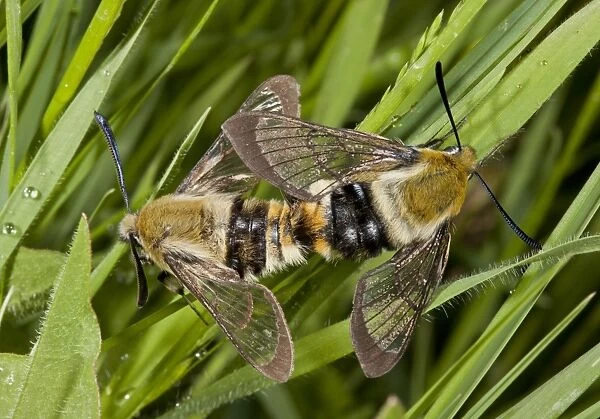 Narrow-bordered Bee Hawkmoth (Hemaris tityus) adult pair, mating, Bulgaria, May