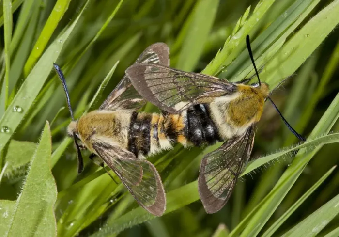 Framed Print : Narrow-bordered Bee Hawkmoth (Hemaris tityus) adult pair, mating, Bulgaria, May Framed Print : Narrow-bordered Bee Hawkmoth (Hemaris tityus) adult pair, mating, Bulgaria, May