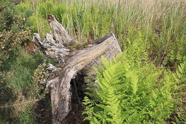 Narrow Buckler Fern (Dryopteris carthusiana) fronds, growing beside tree stump at edge of reedbed