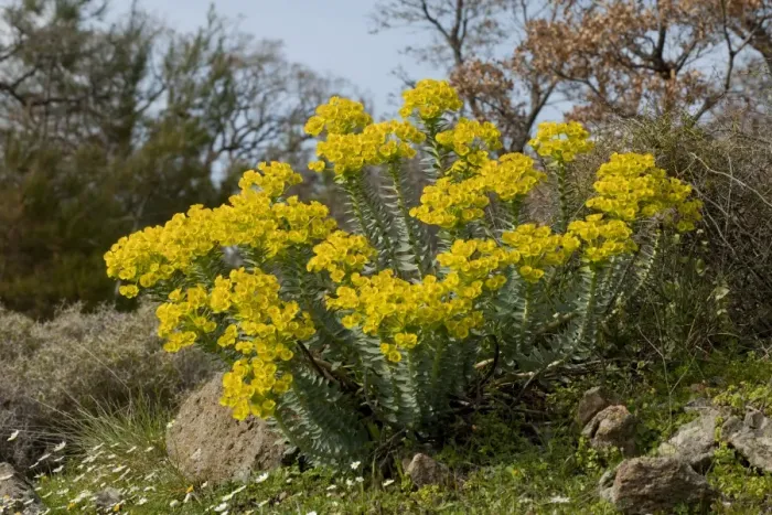 Framed Print : Narrow-leaved Glaucous Spurge (Euphorbia rigida) flowering, in grassland, Lesvos, Greece, march Framed Print : Narrow-leaved Glaucous Spurge (Euphorbia rigida) flowering, in grassland, Lesvos, Greece, march