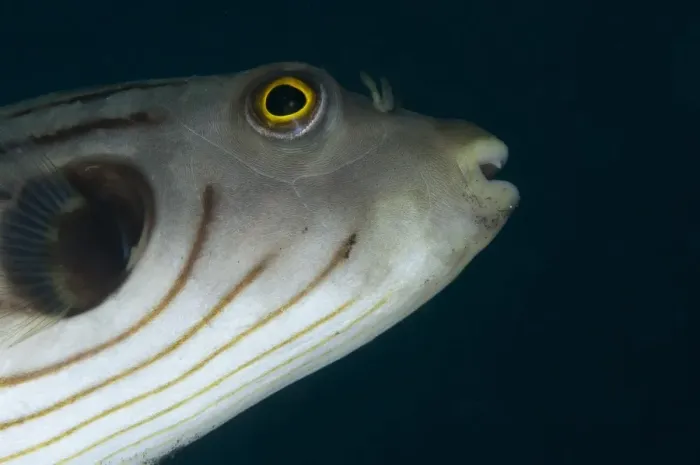 Framed Print : Narrow-lined Puffer (Arothron manilensis) adult, close-up of head, Lembeh Straits, Sulawesi, Sunda Islands, Indonesia Framed Print : Narrow-lined Puffer (Arothron manilensis) adult, close-up of head, Lembeh Straits, Sulawesi, Sunda Islands, Indonesia