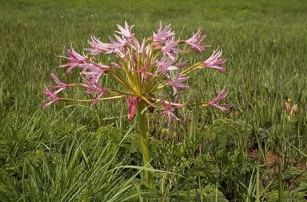 Natal Candelabra Flower (Brunsvigia natalensis) flowering, growing in grassland, Royal Natal N. P
