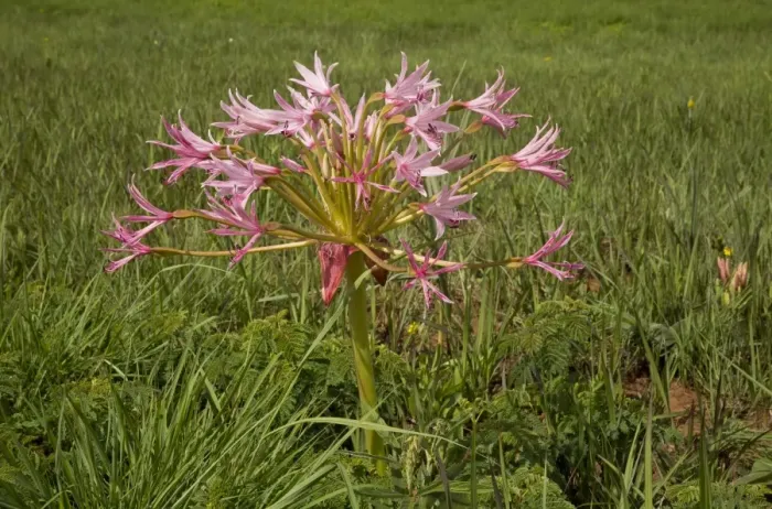 Framed Print : Natal Candelabra Flower (Brunsvigia natalensis) flowering, growing in grassland, Royal Natal N. P Framed Print : Natal Candelabra Flower (Brunsvigia natalensis) flowering, growing in grassland, Royal Natal N. P