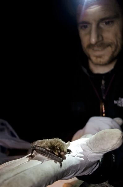 Natterers Bat (Myotis nattereri) adult, held in gloved hand of researcher during survey at night, Colwick Woods