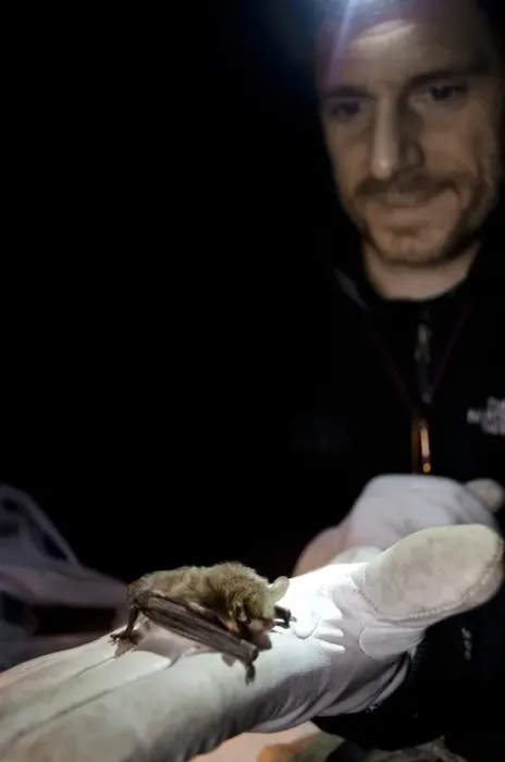 Framed Print : Natterers Bat (Myotis nattereri) adult, held in gloved hand of researcher during survey at night, Colwick Woods Framed Print : Natterers Bat (Myotis nattereri) adult, held in gloved hand of researcher during survey at night, Colwick Woods