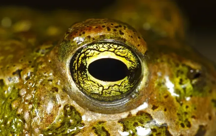 Framed Print : Natterjack Toad (Bufo calamita) adult, close-up of eye, Spain, june