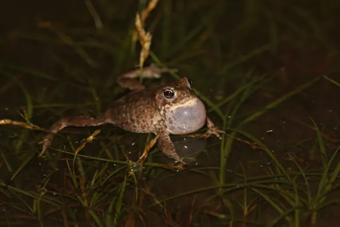 Framed Print : Natterjack Toad (Bufo calamita) adult male, calling in shallow water of coastal dune slack at night Framed Print : Natterjack Toad (Bufo calamita) adult male, calling in shallow water of coastal dune slack at night