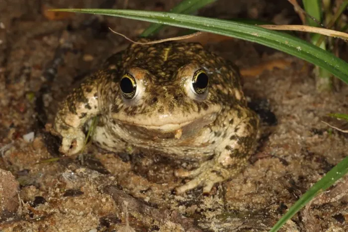Framed Print : Natterjack Toad (Epidalea calamita) adult, sitting on sand at night, Dorset, England, June Framed Print : Natterjack Toad (Epidalea calamita) adult, sitting on sand at night, Dorset, England, June