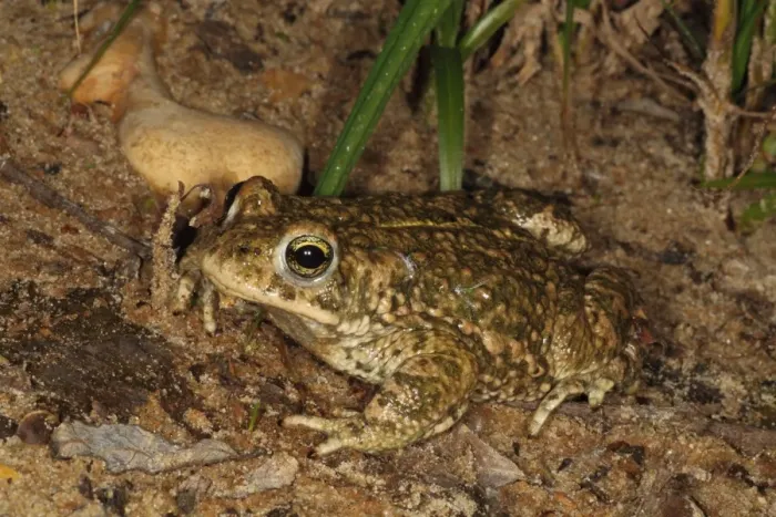 Framed Print : Natterjack Toad (Epidalea calamita) adult, sitting on sand at night, Dorset, England, June Framed Print : Natterjack Toad (Epidalea calamita) adult, sitting on sand at night, Dorset, England, June