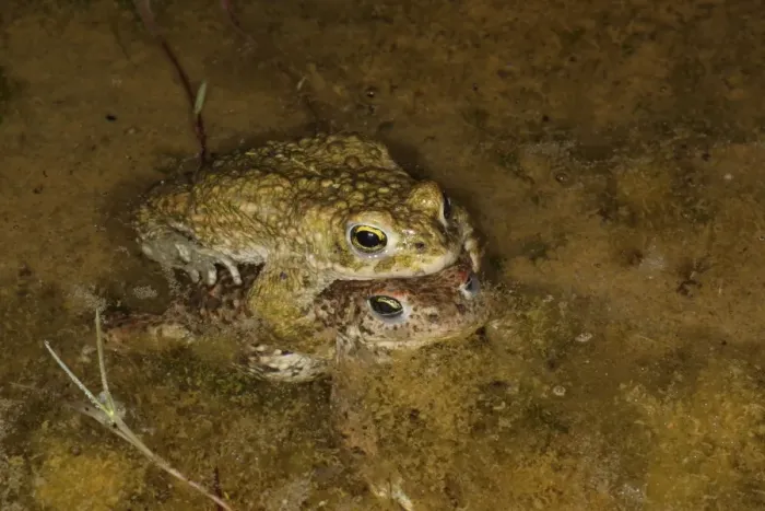 Framed Print : Natterjack Toad (Epidalea calamita) adult pair, in amplexus, mating in shallow water at night, Dorset, England, May