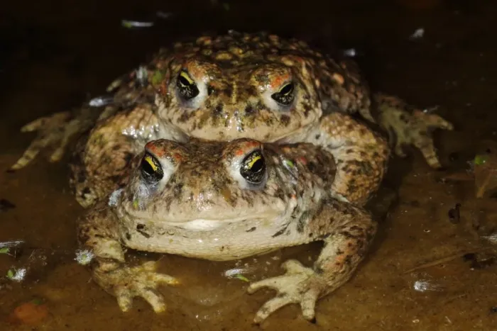 Framed Print : Natterjack Toad (Epidalea calamita) adult pair, in amplexus, mating in shallow water at night, Dorset, England, June