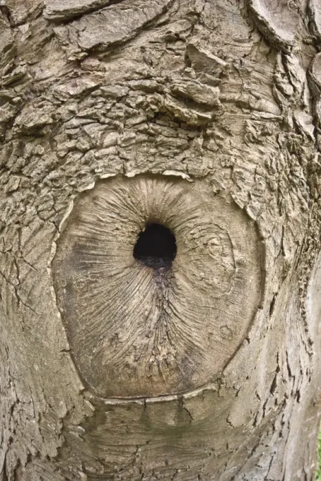 Framed Print : A natural hole formed when a tree branch has broken off and the tree slowly grows over the damaged area Framed Print : A natural hole formed when a tree branch has broken off and the tree slowly grows over the damaged area