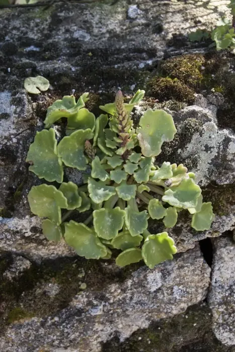 Framed Print : Navelwort, Penny-pies, or Wall Pennywort - Umbilicus rupestris, is a fleshy, perennial Framed Print : Navelwort, Penny-pies, or Wall Pennywort - Umbilicus rupestris, is a fleshy, perennial