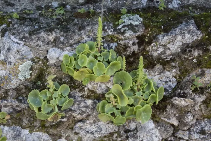 Framed Print : Navelwort, Penny-pies, or Wall Pennywort - Umbilicus rupestris, is a fleshy, perennial Framed Print : Navelwort, Penny-pies, or Wall Pennywort - Umbilicus rupestris, is a fleshy, perennial