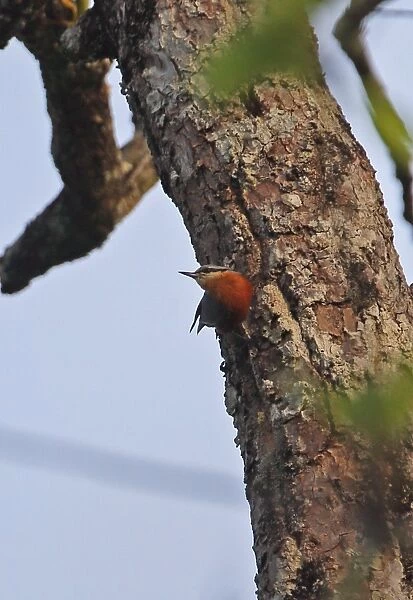 Neglected Nuthatch (Sitta neglecta) adult, clinging to tree trunk, Prey Veng, Cambodia, January