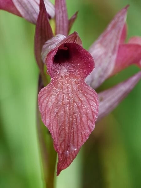 Neglected Tongue Orchid (Serapias neglecta) close-up of flower, Corsica, France, April