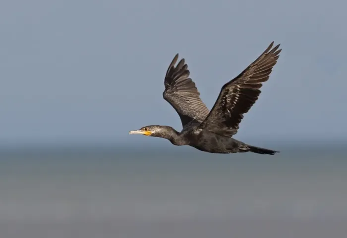 Framed Print : Neotropic Cormorant (Phalacrocorax brasilianus) sub-adult, in flight over sea, Panama City, Panama, November Framed Print : Neotropic Cormorant (Phalacrocorax brasilianus) sub-adult, in flight over sea, Panama City, Panama, November