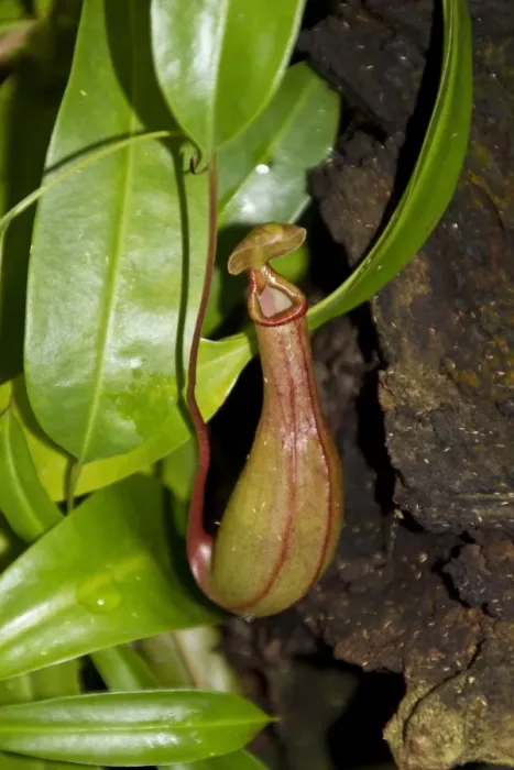 Framed Print : Nepenthes petiolata is a highland Nepenthes pitcher plant species endemic to Mindanao island in the Philippines Framed Print : Nepenthes petiolata is a highland Nepenthes pitcher plant species endemic to Mindanao island in the Philippines