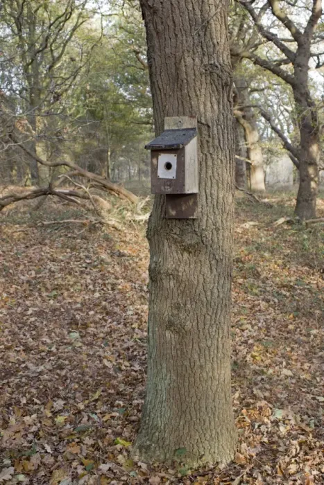Framed Print : Nestbox with metal plate to protect from predators, fixed to tree trunk in woodland, Minsmere RSPB Reserve, Suffolk Framed Print : Nestbox with metal plate to protect from predators, fixed to tree trunk in woodland, Minsmere RSPB Reserve, Suffolk