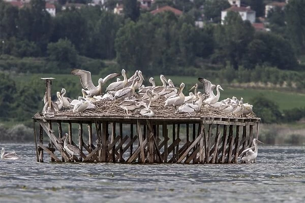 Nesting colony of Dalmatian Pelican on Lake Kerkini, Greece