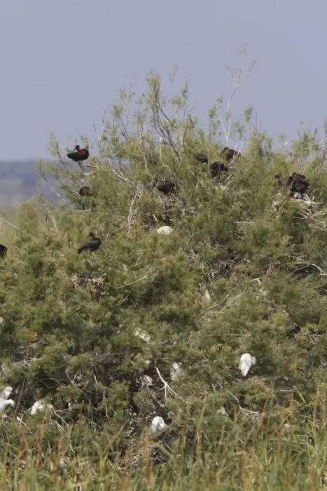 Framed Print : Nesting colony of Glossy Ibis in the Coto Donana, Spain. Numbers of this species are rapidly increasing Framed Print : Nesting colony of Glossy Ibis in the Coto Donana, Spain. Numbers of this species are rapidly increasing