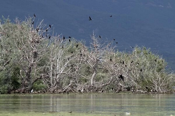 Nesting colony of Great Cormorants on Lake kerkini Northern Greece