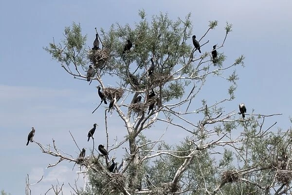 Nesting colony of Great Cormorants on Lake kerkini Northern Greece