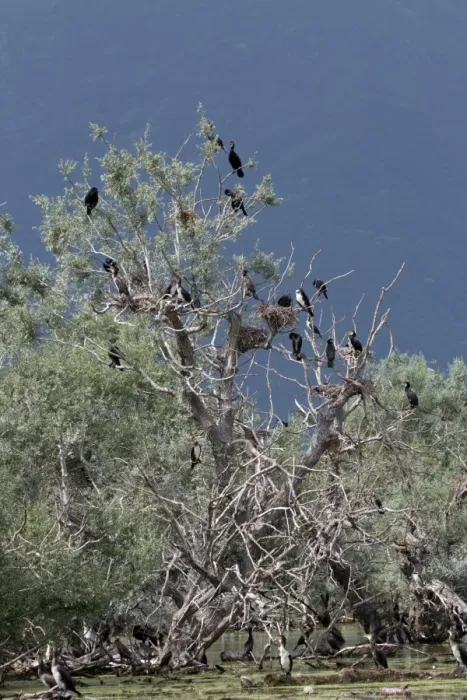 Framed Print : Nesting colony of Great Cormorants on Lake kerkini Northern Greece Framed Print : Nesting colony of Great Cormorants on Lake kerkini Northern Greece
